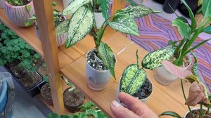 Комнатные  растения. Новинки,подсветка ,стеллаж.