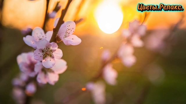 Цветы.Релакс. смотреть онлайн
