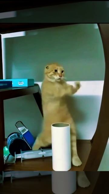 кунфуист🤣