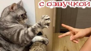 Приколы с котами - С ОЗВУЧКОЙ Смешные коты и КОШКИ!