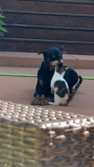 Лучшие друзья