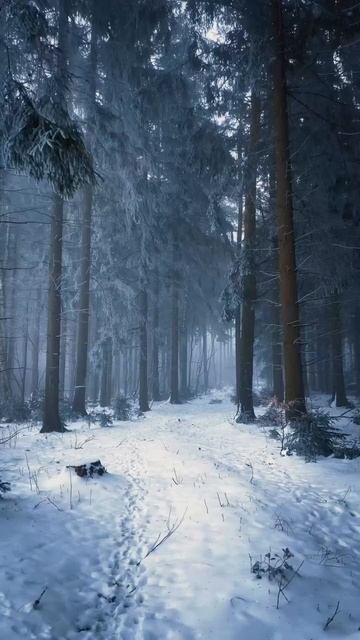 эстетика лес зима