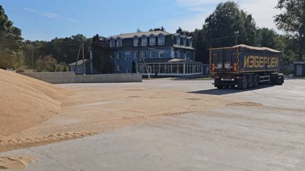 JM Kipper MEGA 3 | Кузов 50 м3 | Уборочная 2025 Погрузка и выгрузка пшеницы Самосвальный полуприцеп