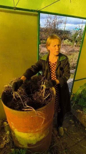 Огурцы в бочке с 2х семечек