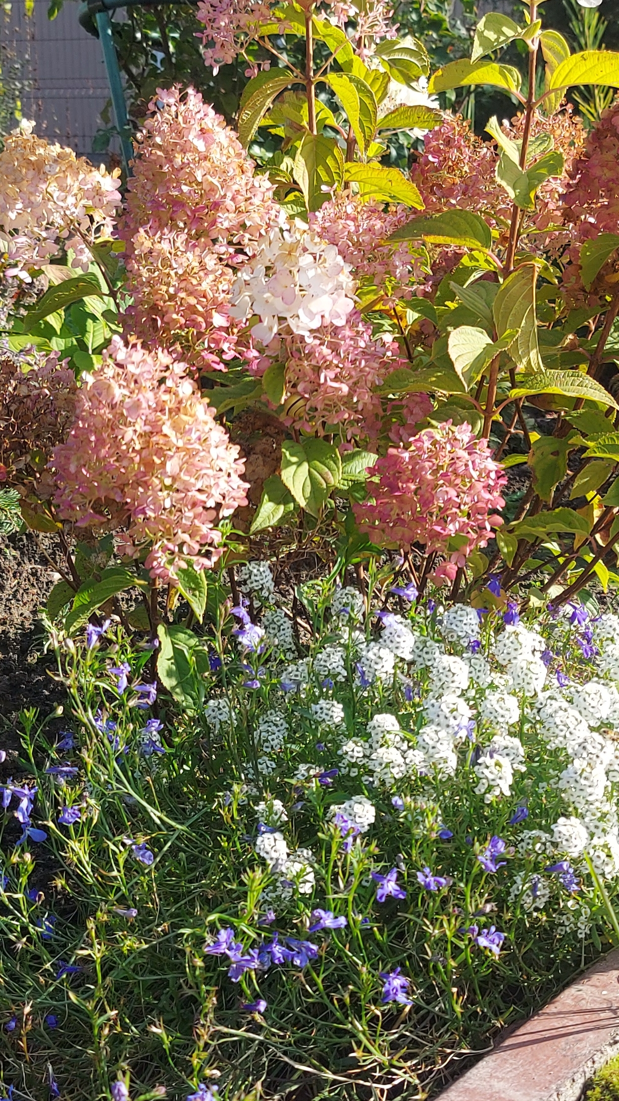 Цветение и краски октября🌺🌸🍁#осенняядача смотреть онлайн