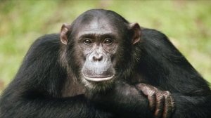 Гороскоп на 2026 год. Год Обезьяны