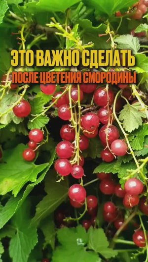 Как ухаживать за смородиной?