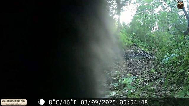 Наша знакомая енотовидная собачка по прежнему борется за неприкосновенность личной жизни. 😁 ⛔