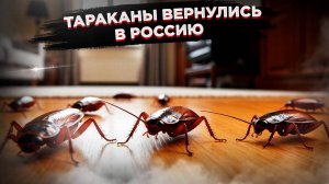Тараканы вернулись в Россию – штурмуют квартиры и дома