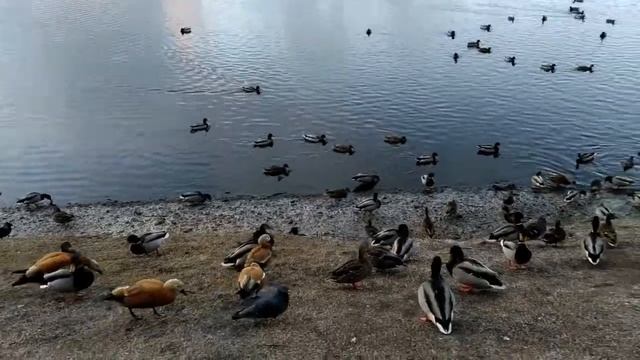 ЛЮДСКОЙ ПРИЧАЛ./АВТОРСКОЕ ИСПОЛНЕНИЕ АНОХИНОЙ С. Г. смотреть онлайн