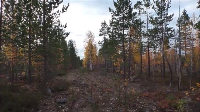 Чумовые рассказы. По известной, но неузнаваемой лесной дороге. смотреть онлайн