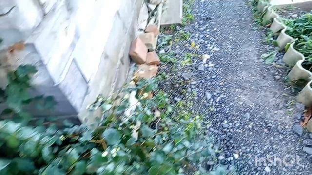 Жизнь в деревне.Чем занималась в выходные. смотреть онлайн