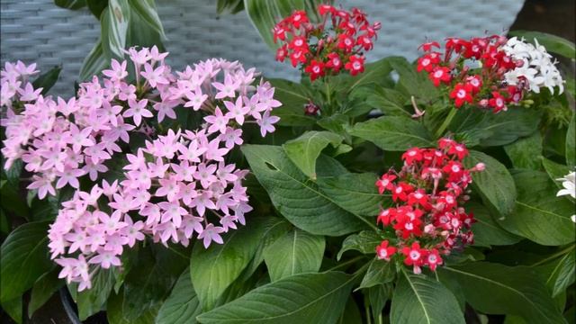 Цветы для украшения клумб