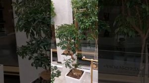 Москва. зимний сад, кремлевский дворец