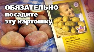 Проверенные и надежные сорта картофеля. Рекомендует опытный садовод