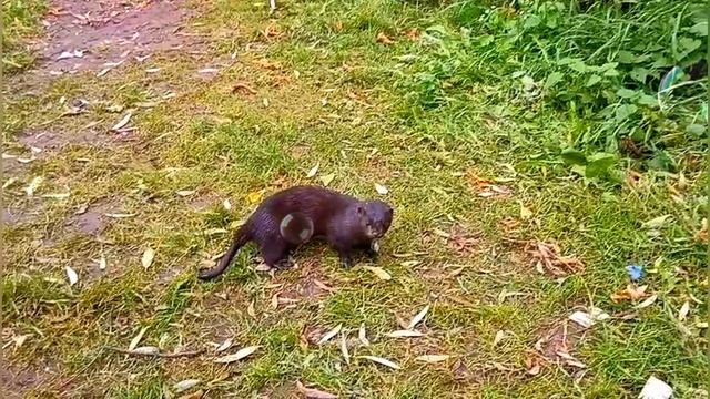 1000000585.mp4Уралочка на Ганиной Яме: От смены веры до куриного супа — исповедь YouTube-фрика!#оля смотреть онлайн