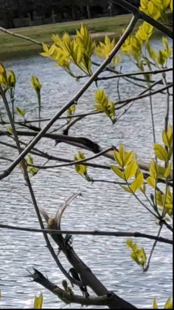 Удивительная прогулка, сопроводилась двумя чудами Чудо 1 смотреть онлайн