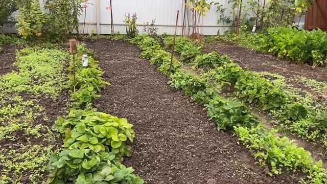 Делаю грядку для чеснока. 28 сентября смотреть онлайн