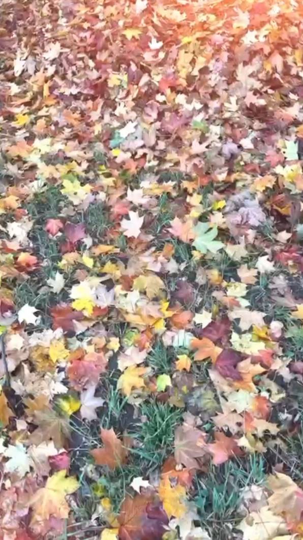 Сегодня лайт-видосик про осеннюю дорогу в садик))) смотреть онлайн