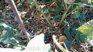 Самара. Обрезка и формировка ежемалины Тайбери осенью. Ежемалина. Фазендатор