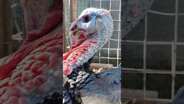 Как прижигание клюва влияет на жизнь птицы: последствия процедуры смотреть онлайн