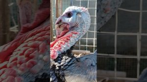 Как прижигание клюва влияет на жизнь птицы: последствия процедуры