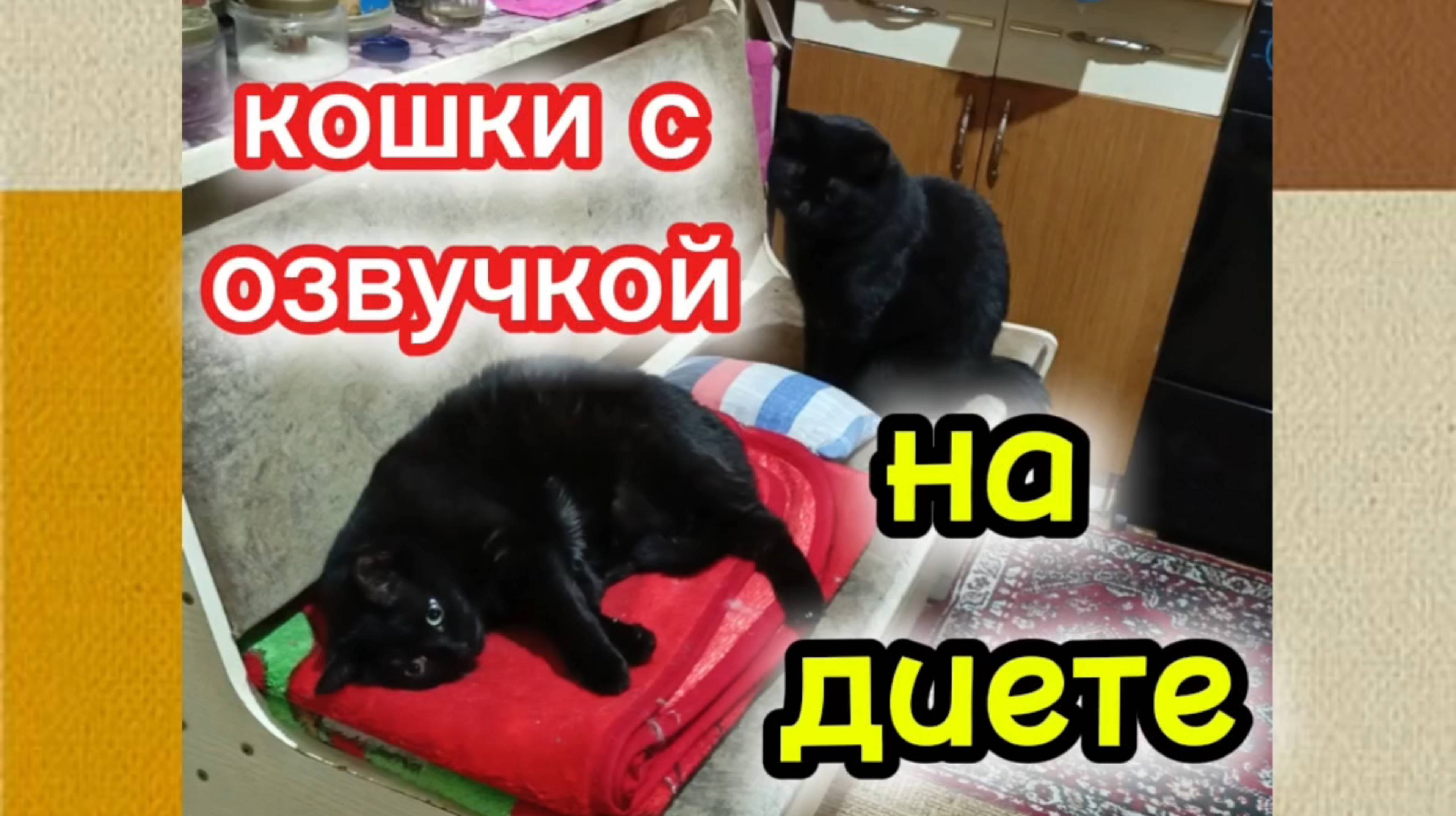 Кошки с озвучкой. смотреть онлайн