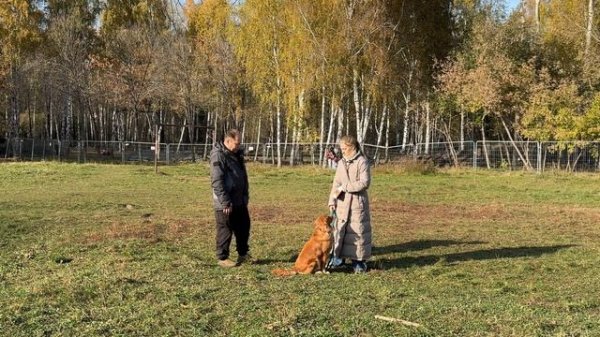 Либерти породы Толлер (новошотландский ретривер)