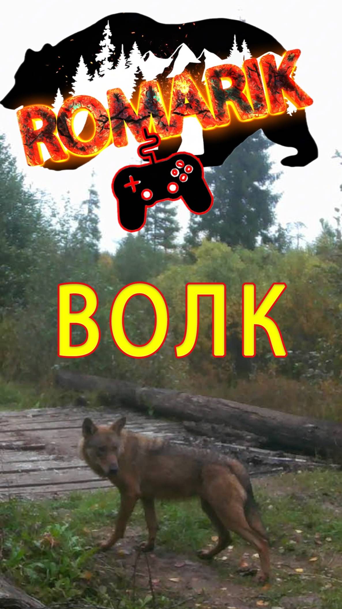 Тайный гость леса: волк в объективе фотоловушки. В мире животных