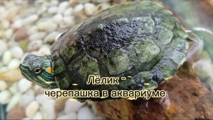 Песенка про Лёлика - черепашонка в аквариуме смотреть онлайн