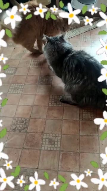 Весна у Лучика и Лёвки.#кот #домашниеживотные #лёвка #лучик смотреть онлайн