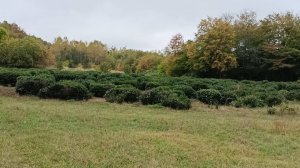 АДЫГЕЯ. СЕВЕРНАЯ ПЛАНТАЦИЯ ЧАЯ. ФЕРМЕНТАЦИЯ РОЛЛЕРОМ