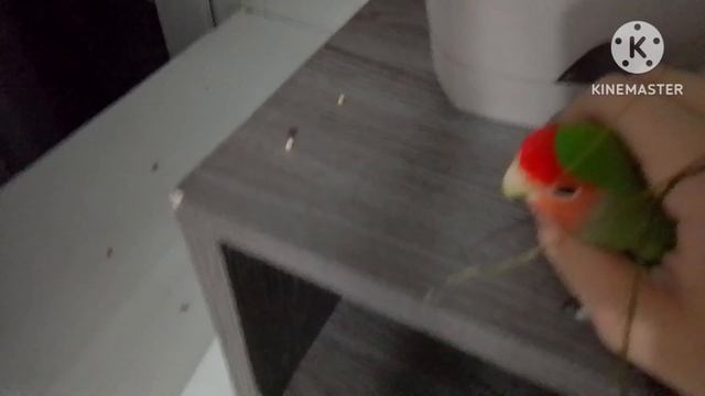 мой попугай🦜 пытался взорвать мой дом😱.        (плохая концовка)