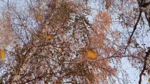 Берёзовая рощица