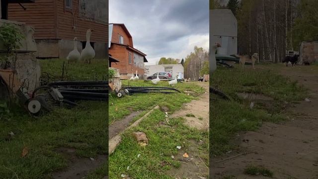 Каждый путь фермера уникален. ЛПХ Деловир.