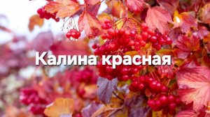 Калина красная, калина вызрела