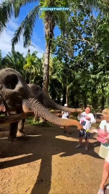 У кого какое начало недели, у нас на Пхукете всегда кайф 🥰 План на день:заехать покормить слоников смотреть онлайн