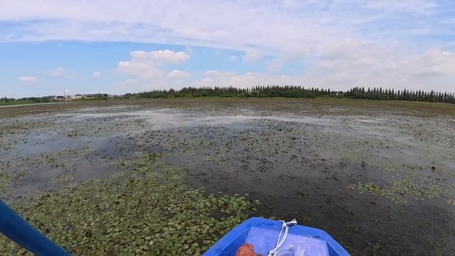 Нашёл много рыбы! Охота на САЗАНА и на удочку! #fishing #рыбалканафидер #낚시 #carpfishing #рыба