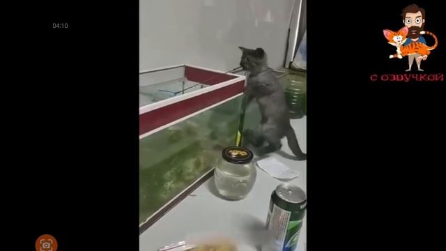 смешные видео про котов смотреть онлайн