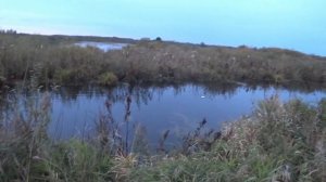 Охота на вальдшнепа и утку в Московской области 2025