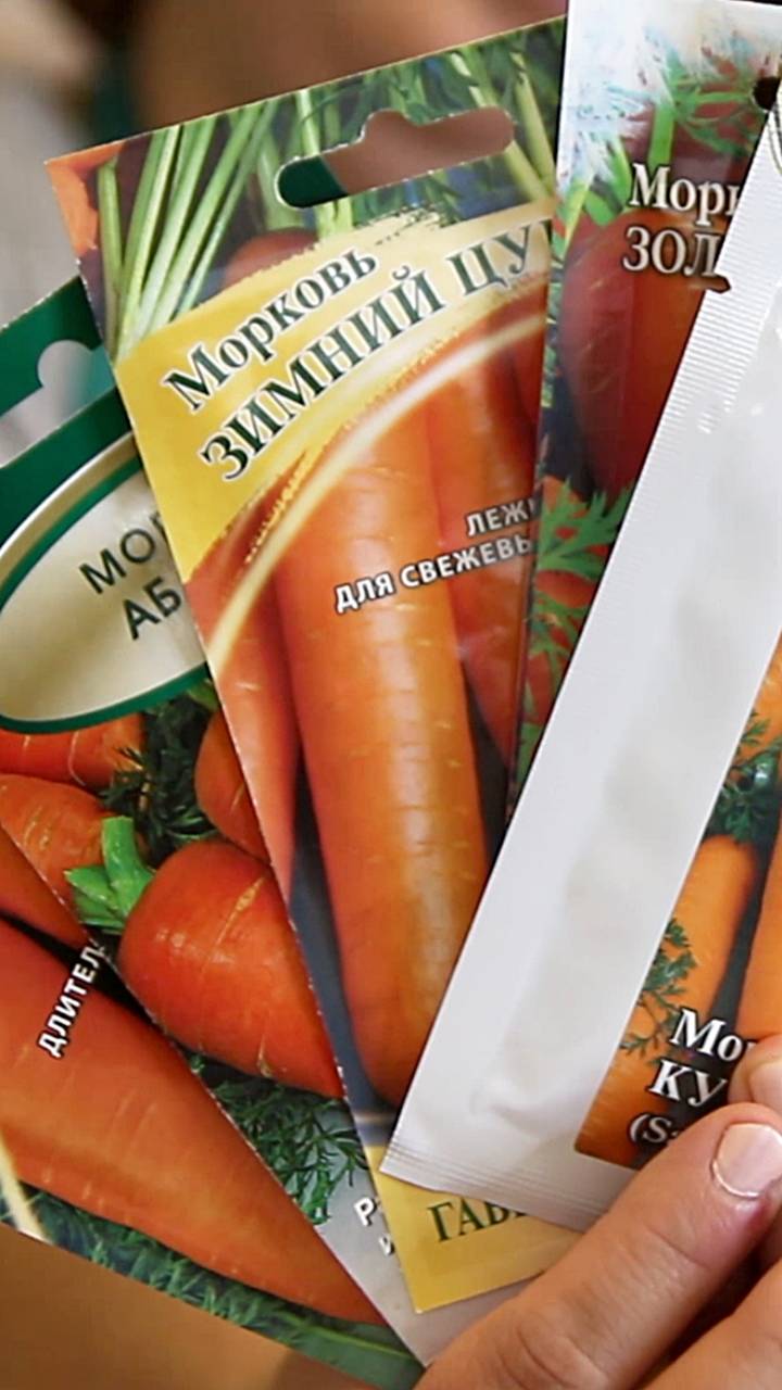 ЧТО СЕЯТЬ ПОД ЗИМУ? СЕМЕНА, ЛУК, ЧЕСНОК, ЛУКОВИЧНЫЕ? #сад  #огород #дача