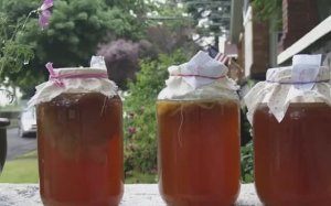 Чайный гриб полезные свойства и противопоказания