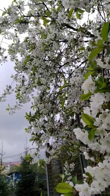 Поэзия Души.Женщина-Цветок.Весна- природы возрожденье./Анохина Светлана смотреть онлайн