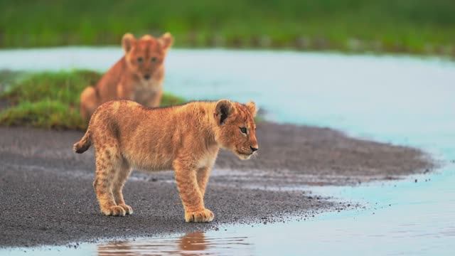 Дискавери: Детеныши животных - ЖИВОТНЫЕ 8K ВИДЕО ULTRA HD смотреть онлайн