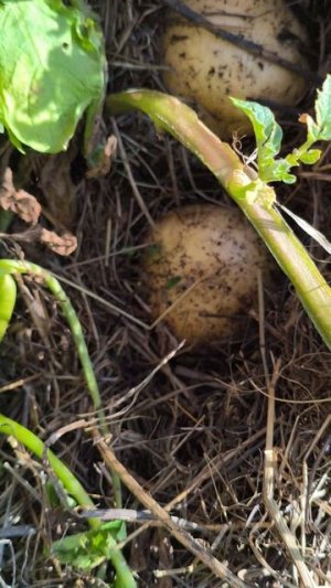 Какая выросла картошка под сеном?