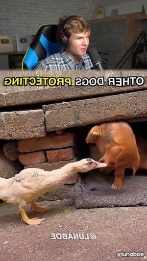 Другие Собаки Защищают Хозяина ПРОТИВ Последнего! 😅🐶 #shorts #шортс #животные #собака #фонк #эдит