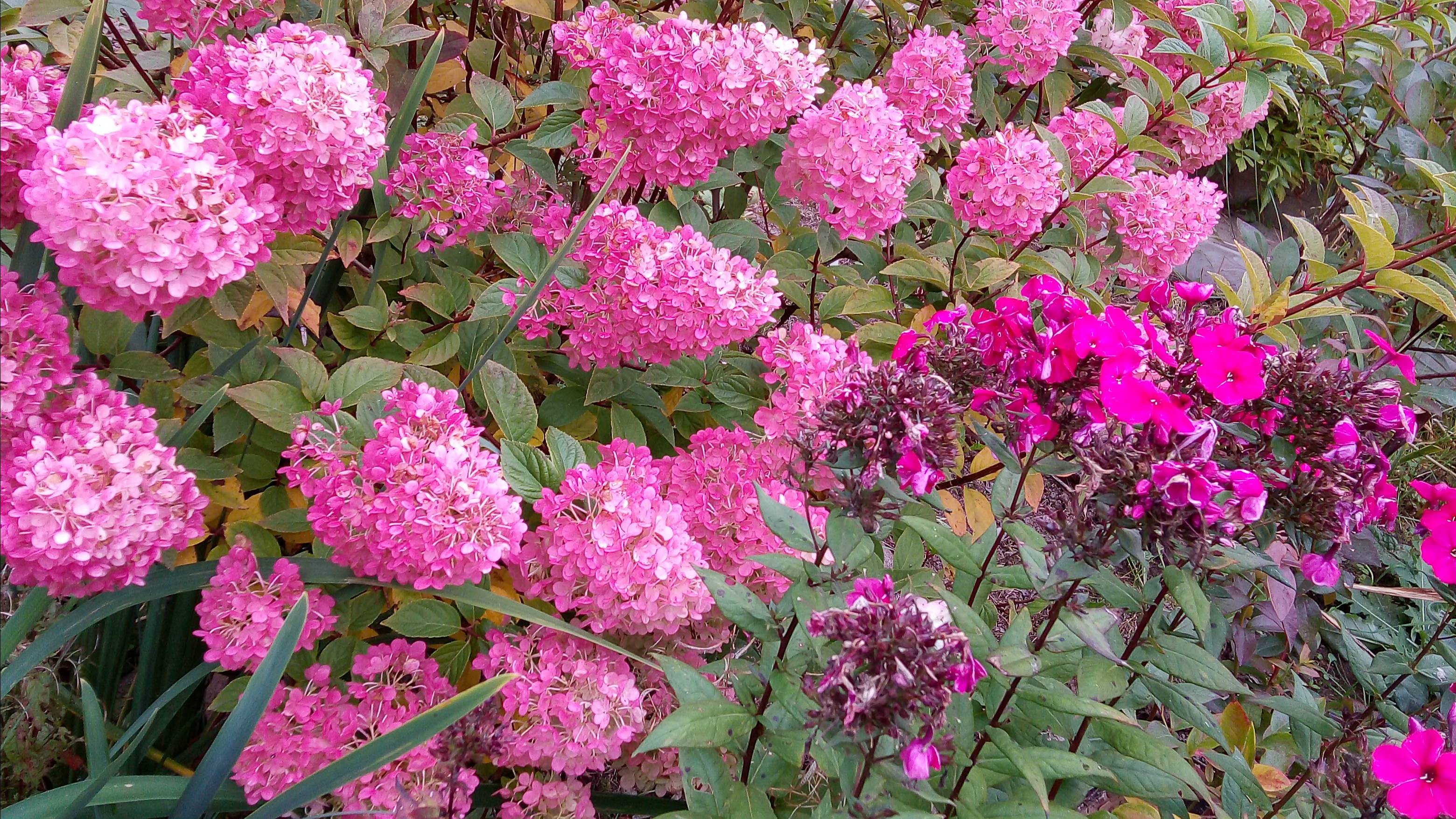 Гортензия метельчатая Фрайз Мельба в августе.