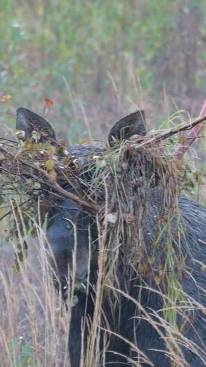 Лось с «букетом» на рогах. Собрал презент для своей “дамы”!