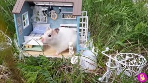 ХОМЯЧКИ на ДАЧЕ***ЛЕТНИЕ ПРИКЛЮЧЕНИЯ ДРУЗЕЙ ХОМЯЧКОВ