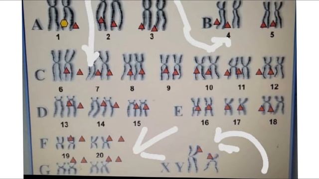 ЗАПРЕТ ОБОСНОВАН. Факты, опыт, результат./Анохина С.Г. смотреть онлайн